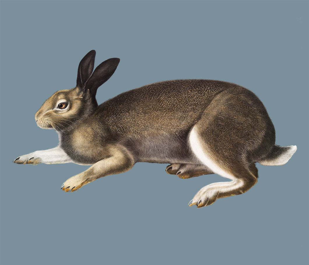 North American hare - Chloe Rox Design - Digital print - UK Art
