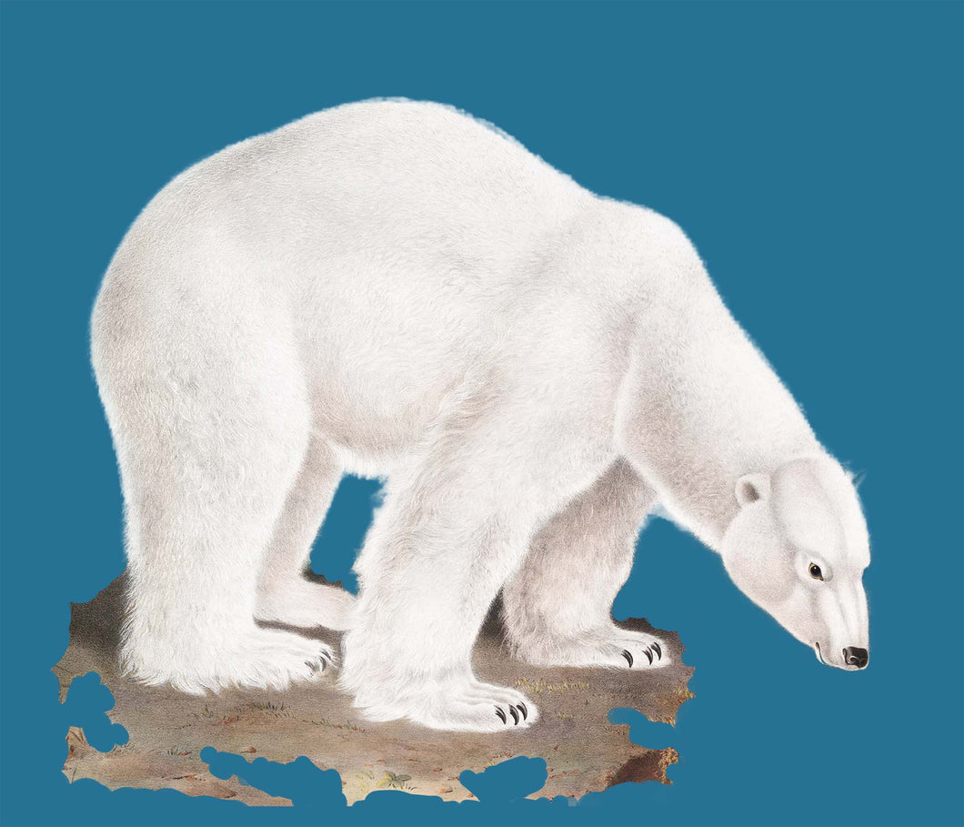 Polar bear - Chloe Rox Design - Digital print - UK Art