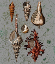 Load image into Gallery viewer, Shells on wallpaper - Chloe Rox Design - DIgital print - UK Art
