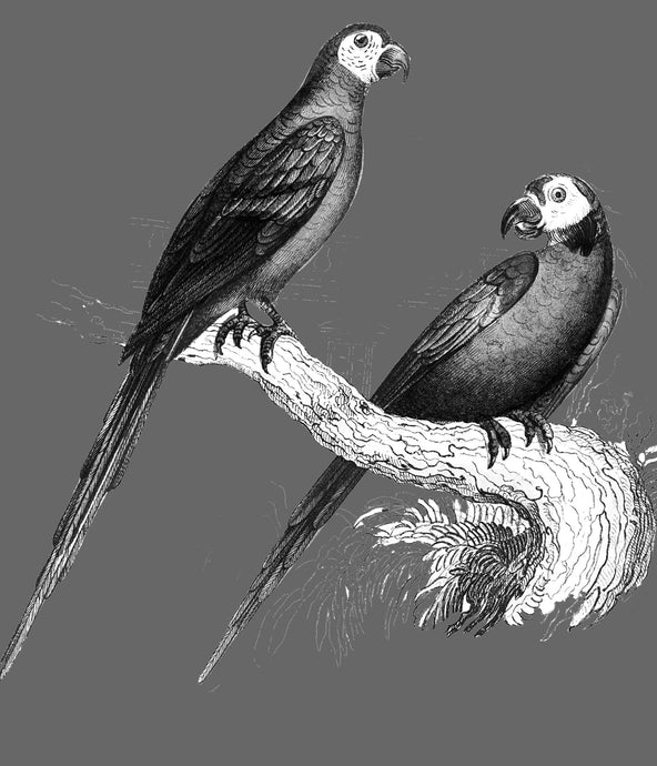 Two Parrots (Black & White) - Chloe Rox Design - Digital print - UK Art