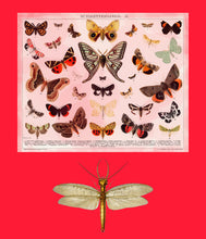 Load image into Gallery viewer, Dragon fly and butterflys on red - Chloe Rox Design - Digital print - UK Art

