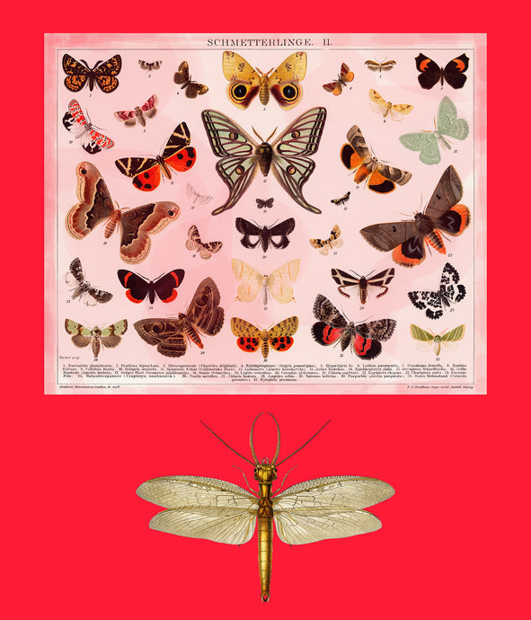 Dragon fly and butterflys on red - Chloe Rox Design - Digital print - UK Art