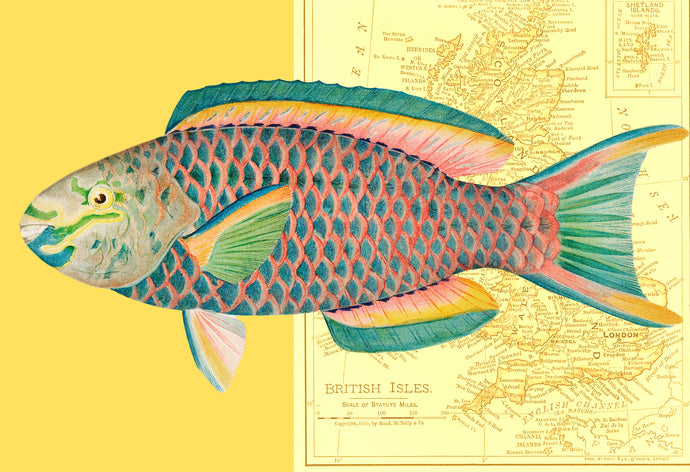 Fish Map - Chloe Rox Design - Digital print - UK Art