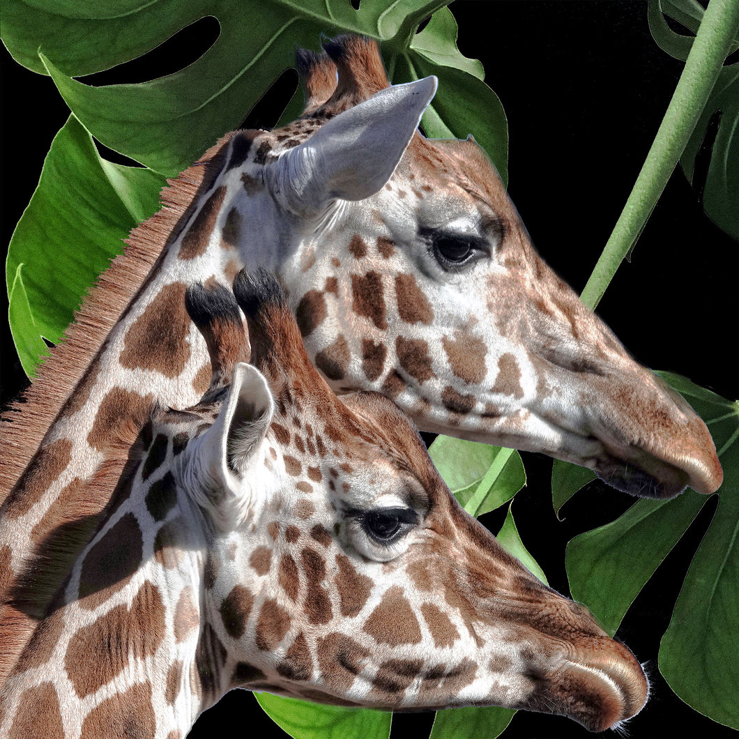 Two giraffes - Chloe Rox Design - Digital print - UK Art