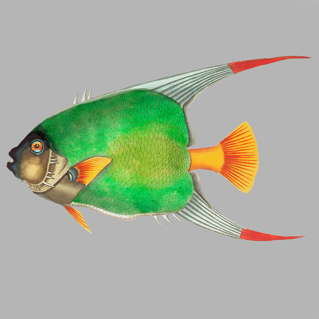 Green and Orange Fish - Chloe Rox Design - Digital print - UK Art