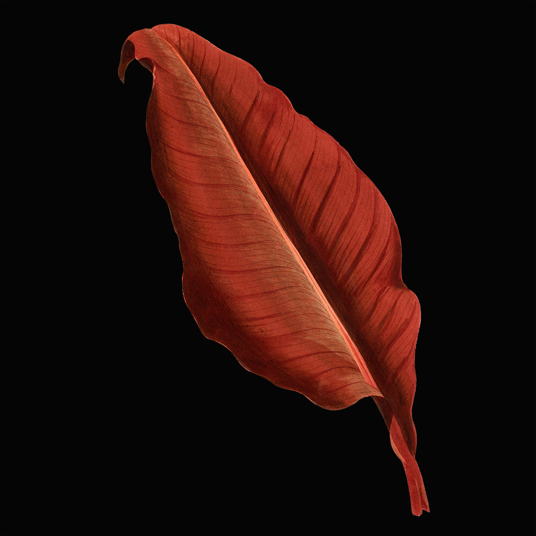 Orange leaf - Chloe Rox Design - Digital print - UK Art