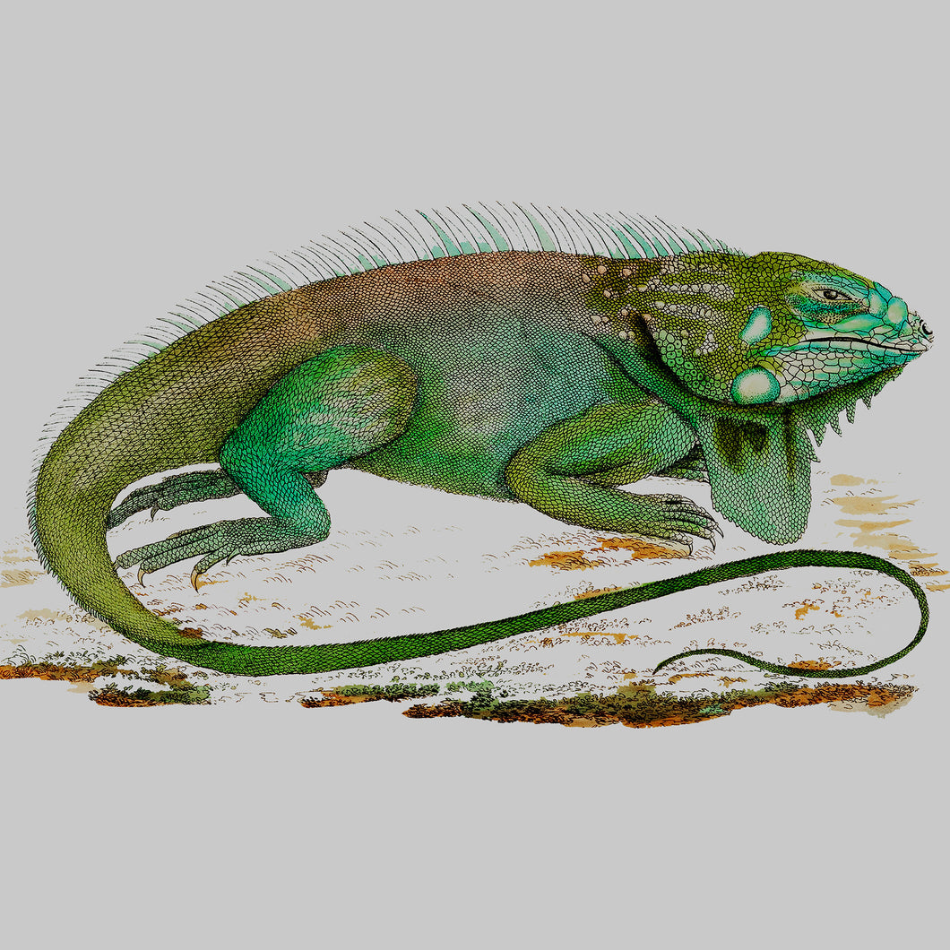 Lizard - Chloe Rox Design - Digital print - UK Art
