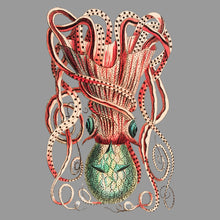 Load image into Gallery viewer, Octopus - Chloe Rox Design - Digital print - UK Art
