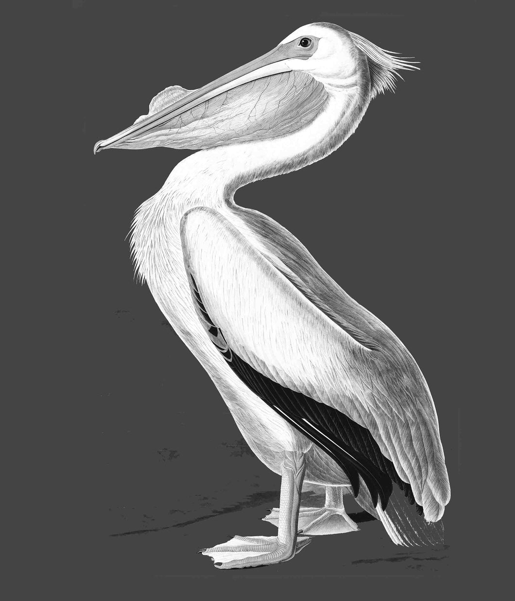 Pelican (grey) - Chloe Rox Design - Digital print - UK Art