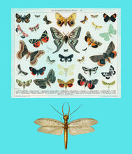 Load image into Gallery viewer, Dragon fly and butterflys on blue - Chloe Rox Design - Digital print - UK Art
