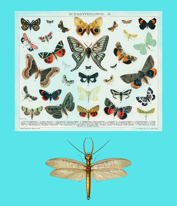Dragon fly and butterflys on blue - Chloe Rox Design - Digital print - UK Art
