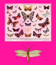 Load image into Gallery viewer, Dragon fly and butterflys on pink - Chloe Rox Design - Digital print - UK Art
