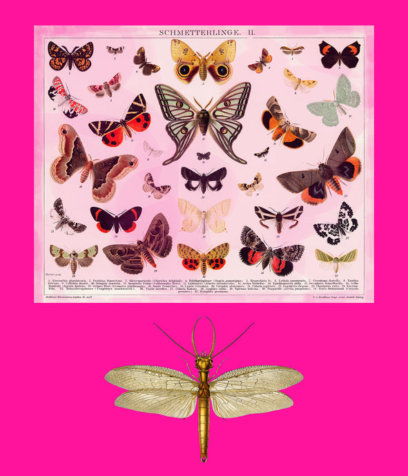 Dragon fly and butterflys on pink - Chloe Rox Design - Digital print - UK Art