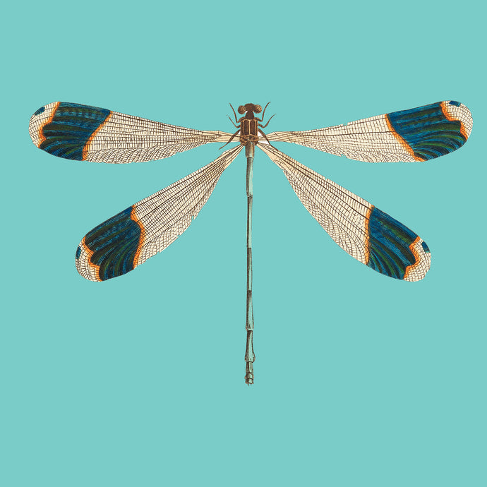 Dragon fly on green - Chloe Rox Design - Digital print - UK Art