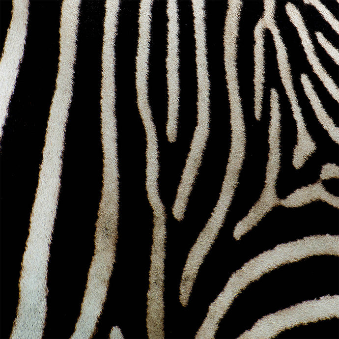 Zebra print 1 - Chloe Rox Design - Digital print - UK Art