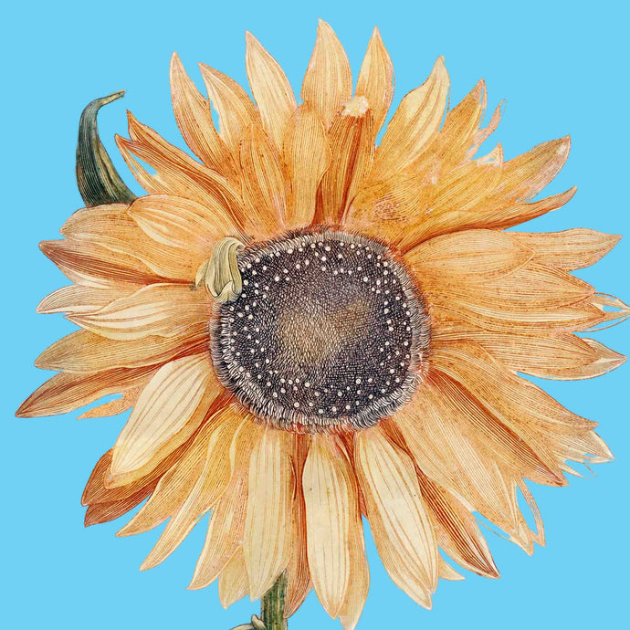 Sunflower (Light blue) - Chloe Rox Design - Digital print - UK Art