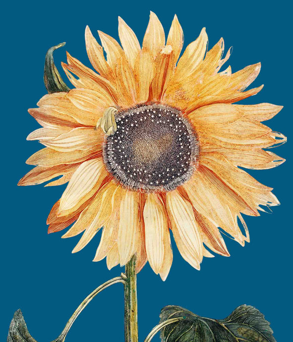sunflower 1 ( Blue) - Chloe Rox Design - Digital print - UK Art