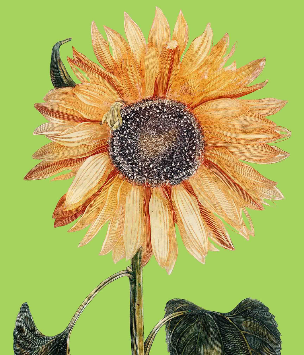 Sunflower 1 (Green) - Chloe Rox Design - Digital print - UK Art