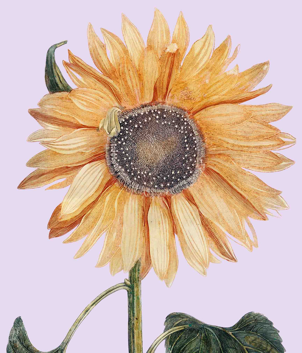 Sunflower 1  (Pink) - Chloe Rox Design - Digital print - UK Art