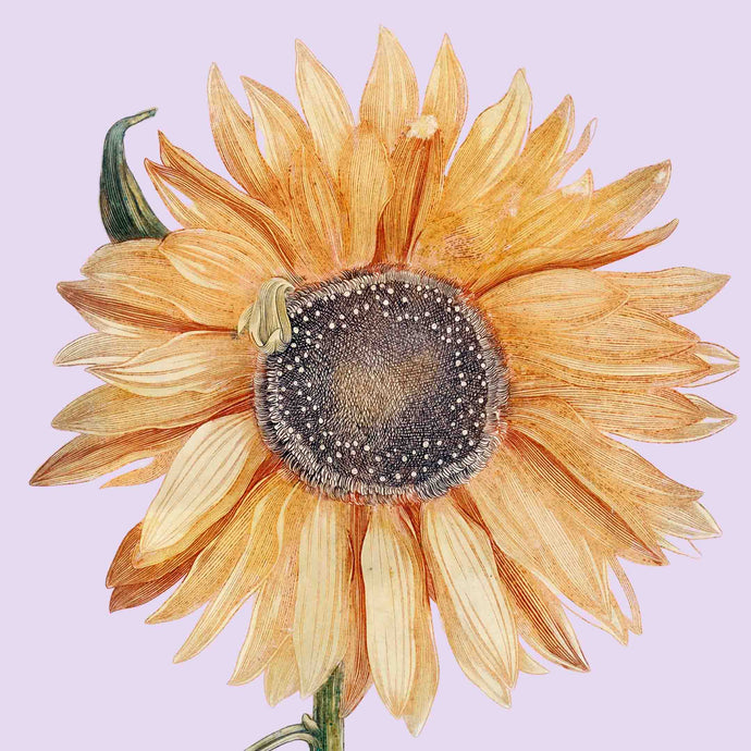 Sunflower 2  (Pink) - Chloe Rox Design - Digital print - UK Art