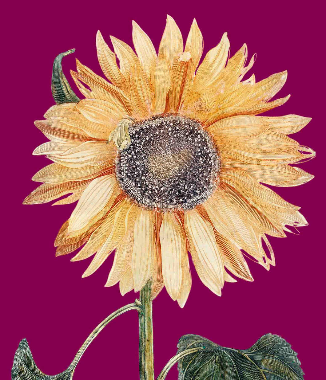 Sunflower 1  (cerise) - Chloe Rox Design - Digital print - UK Art
