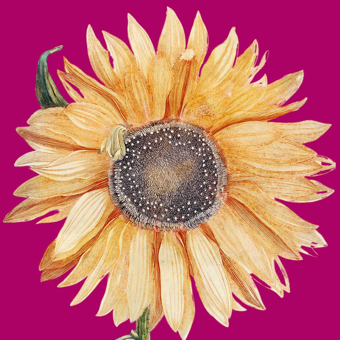 Sunflower (Cerise) - Chloe Rox Design - Digital print - UK Art