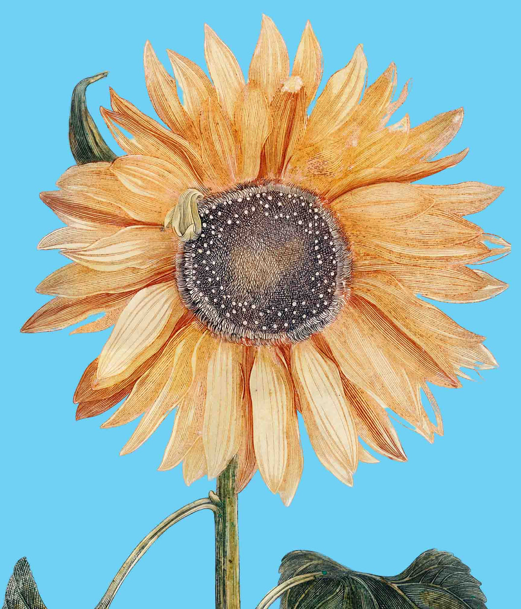 Sunflower 1  (Light blue) - Chloe Rox Design - Digital print - UK Art
