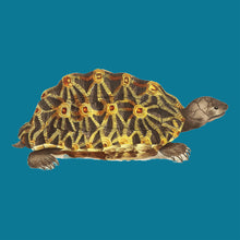 Load image into Gallery viewer, Vintage Tortoise - Chloe Rox Design - Digital print - UK Art
