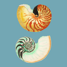 Load image into Gallery viewer, Two shells on blue - Chloe Rox Design - Digital print - UK Art
