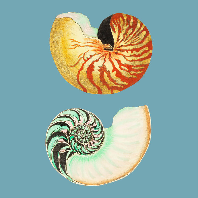 Two shells on blue - Chloe Rox Design - Digital print - UK Art