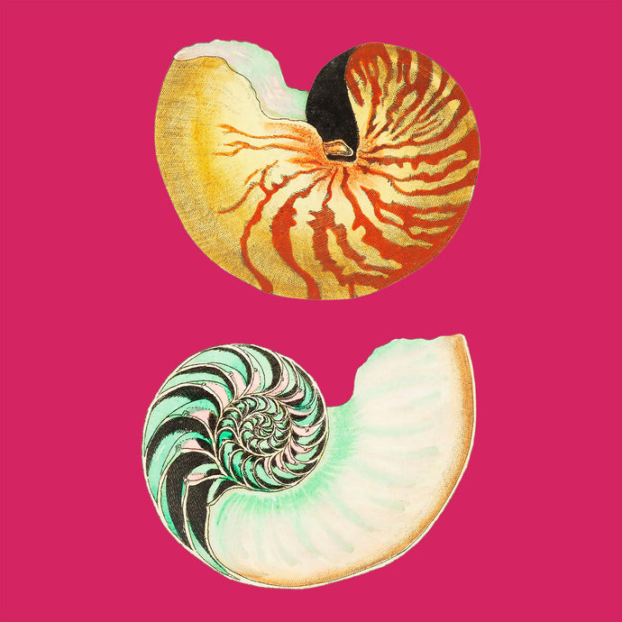 Two shells pink - Chloe Rox Design - Digital print - UK Art