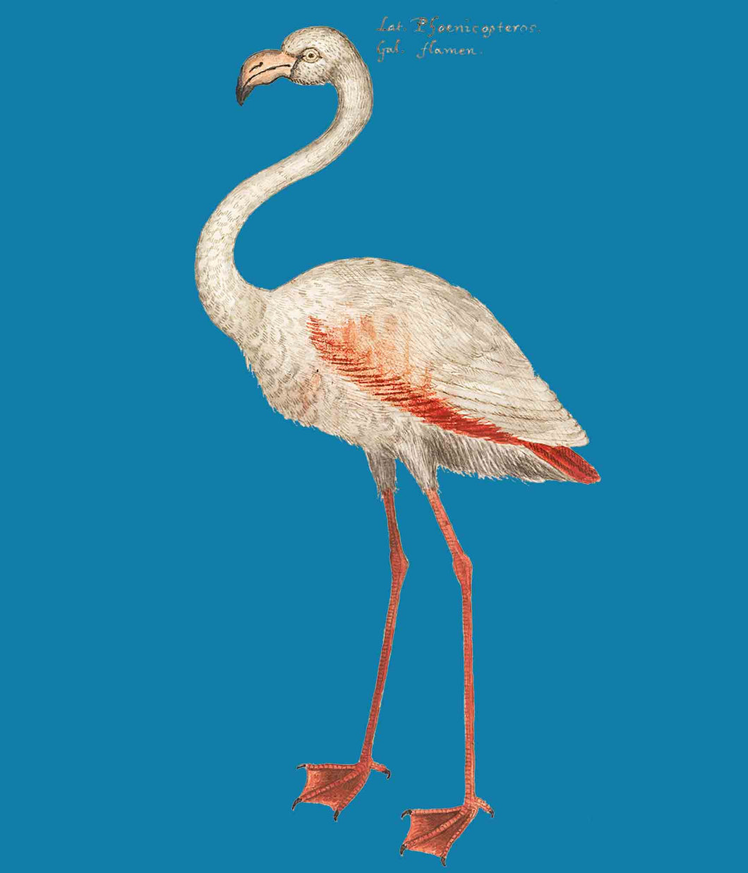 Vintage flamingo on blue - Chloe Rox Design - Digital print - UK Art