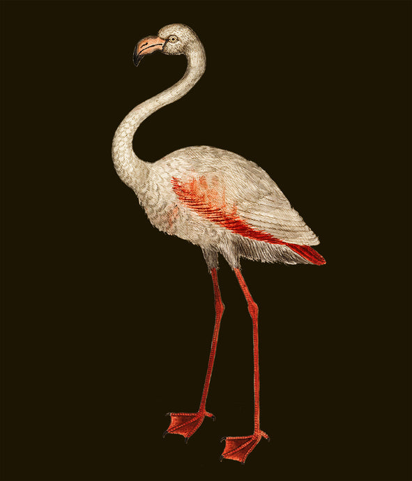 Vintage flamingo on black - Chloe Rox Design - Digital print - UK Art